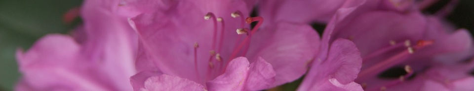 Rhododendron Photo by Gerald B. Treacy, Jr.