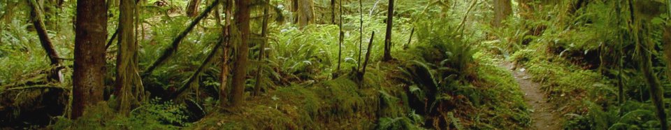 Olympic National Park Queets Rainforest Photo by Gerald B. Treacy, Jr.